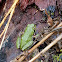 Pacific Chorus Frog