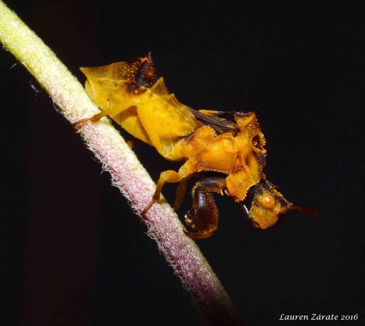 Ambush Bug