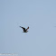 Yellow-legged Gull; Gaviota Patiamarilla