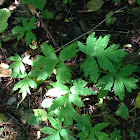 Pacific Waterleaf