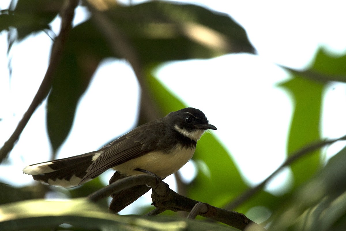 White-throated fantail