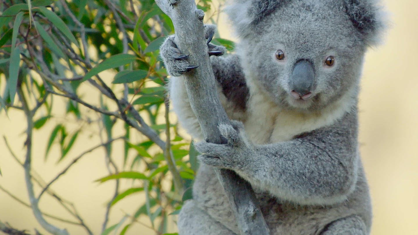 Watch Secret Life of the Koala live