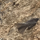 Black Phoebe