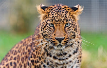 Young Leopard 4K small promo image