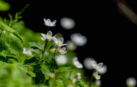 Herringbone flowers plant leaf small promo image