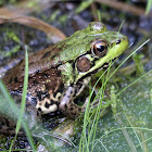 Northern Green Frog