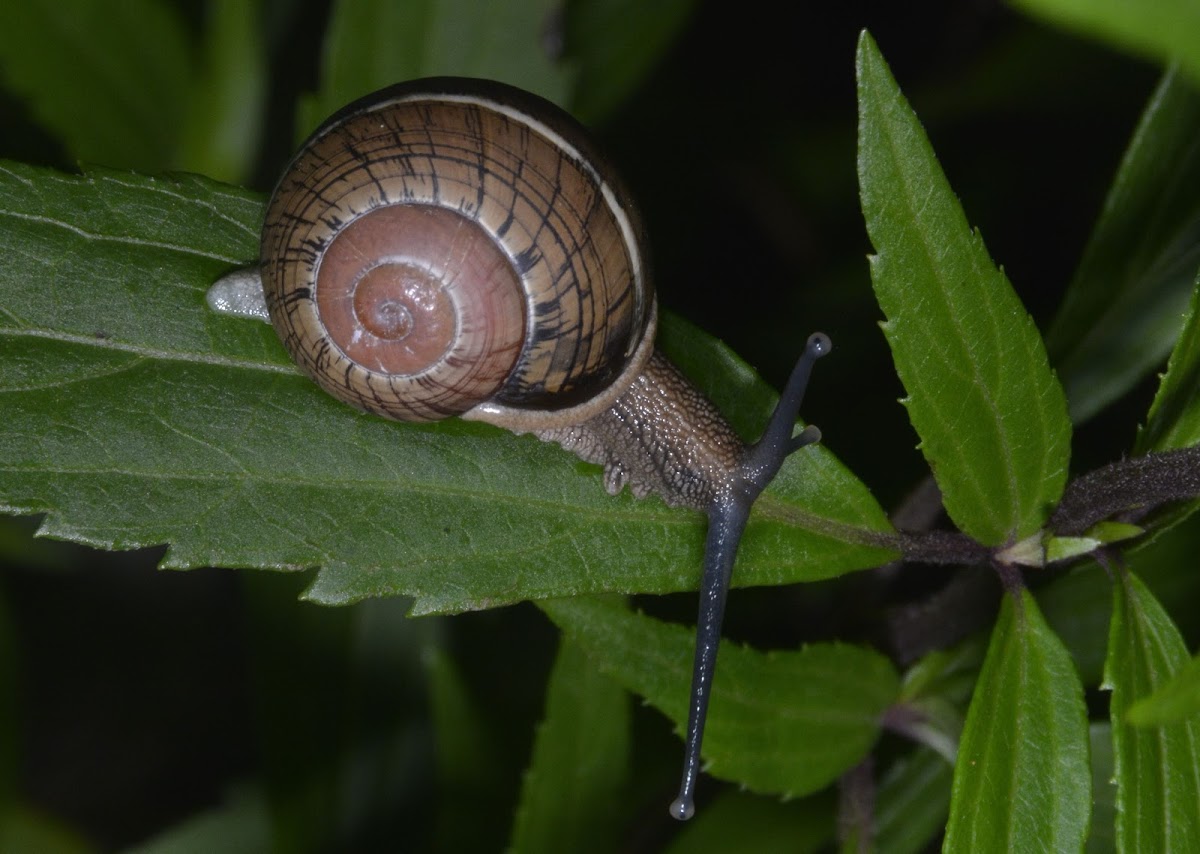 Snail