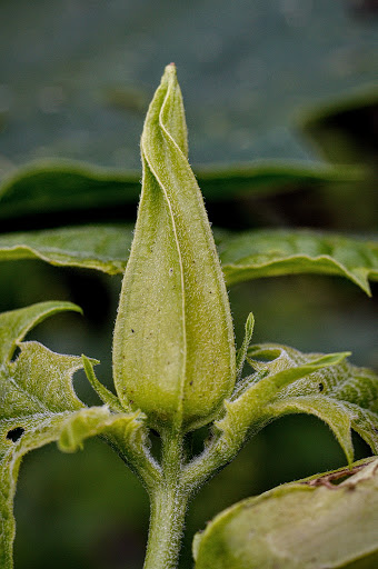 Datura stramonium