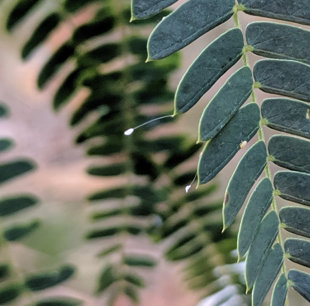 Lacewing Eggs