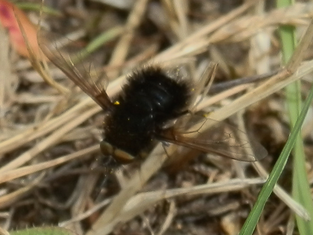 Bee Fly