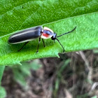 Common Eastern Firefly