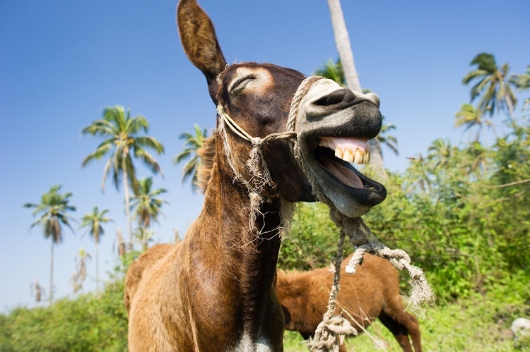 The Plettenberg Bay-based Karoo Donkey Sanctuary has done remarkable work in exposing the gruesome donkey skins trade to China, ensuring the closure of Africa’s largest donkey slaughterhouse