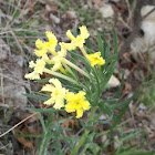 Fringed Puccoon