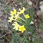 Fringed Puccoon