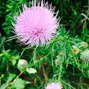 Bull Thistle