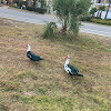 Muscovy duck