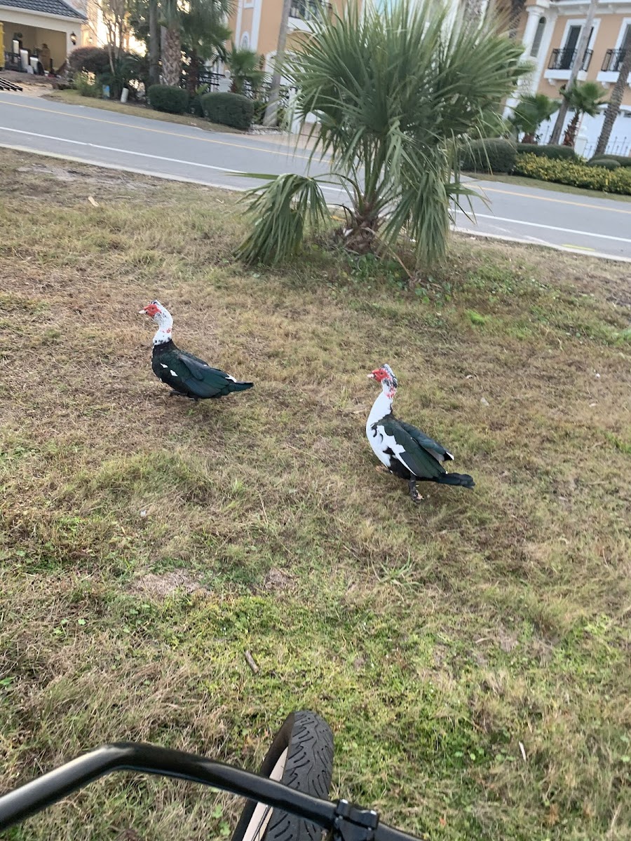 Muscovy duck