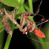 Dead leaf mantis nymph