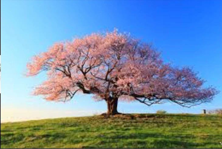 「桜」のメインビジュアル