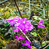 Common Hepatica