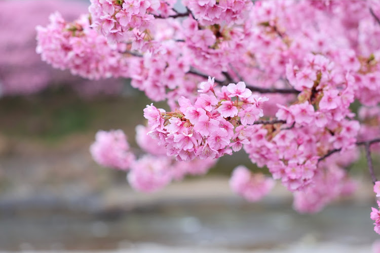 S3 セダンの河津桜・河津七滝ループ橋・素盞嗚神社に関するカスタム事例の投稿画像15枚目