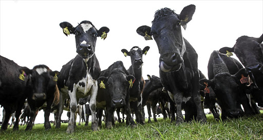 An outbreak of foot-and-mouth disease in Limpopo could be catastrophic, Agri SA has warned.