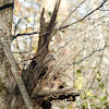 White-Throated Sparrow