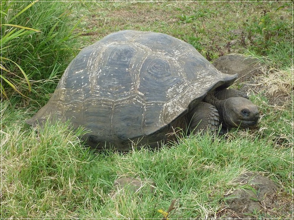 Projeto Isabela: Cabras traindo cabras nas ilhas Galápagos