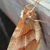 Northern Selenia