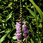 Obedient Plant