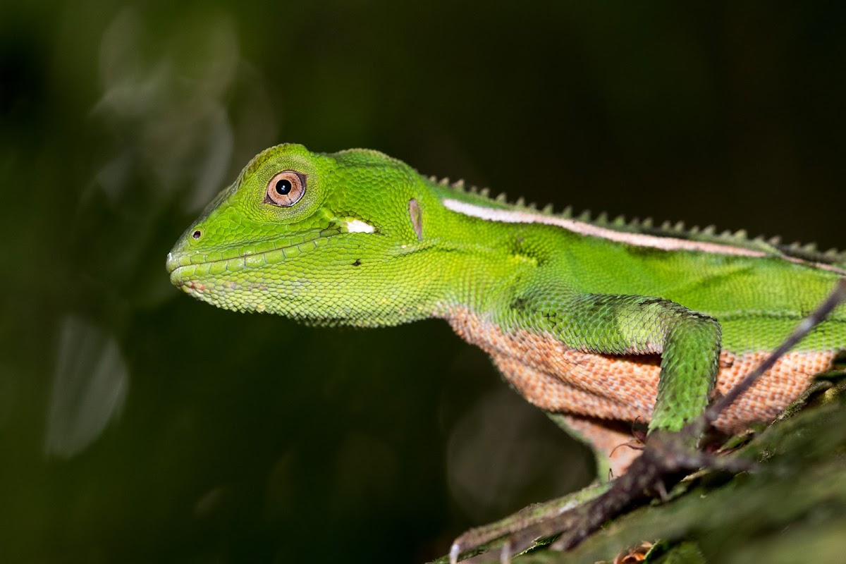 iguaninha