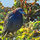 Little blue heron