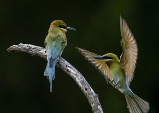 Kina objavila ažuriranu bazu podataka o biodiverzitetu