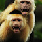 White Headed Capuchin