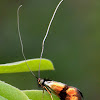 Adelidae