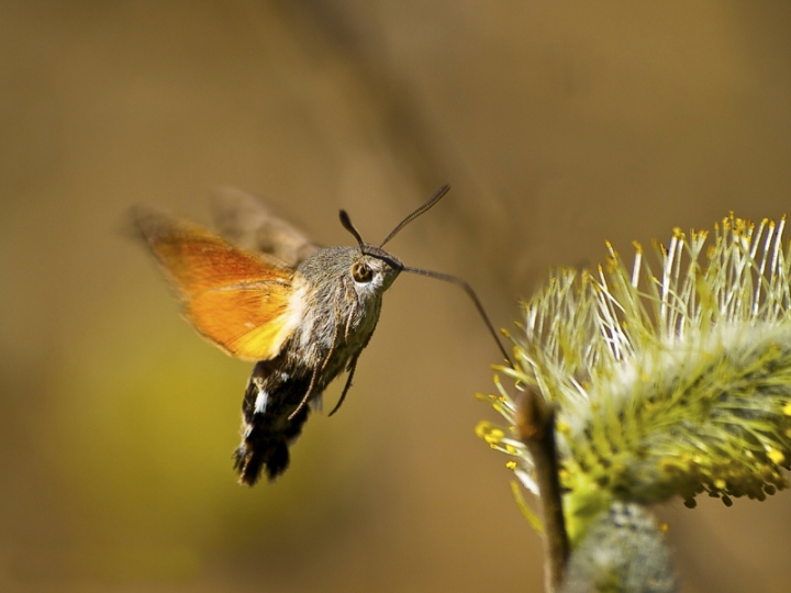 Sfinge Hippotion celerio di liolucas