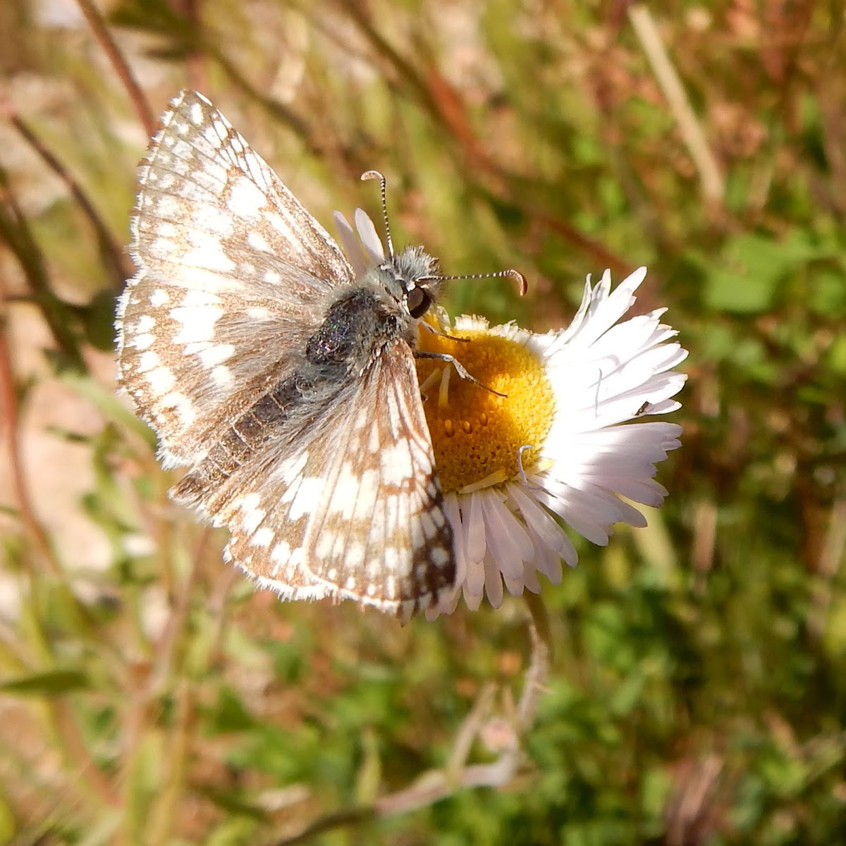 White Checkered Skipper