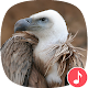Download Appp.io - Vulture Sounds For PC Windows and Mac 1.0.2