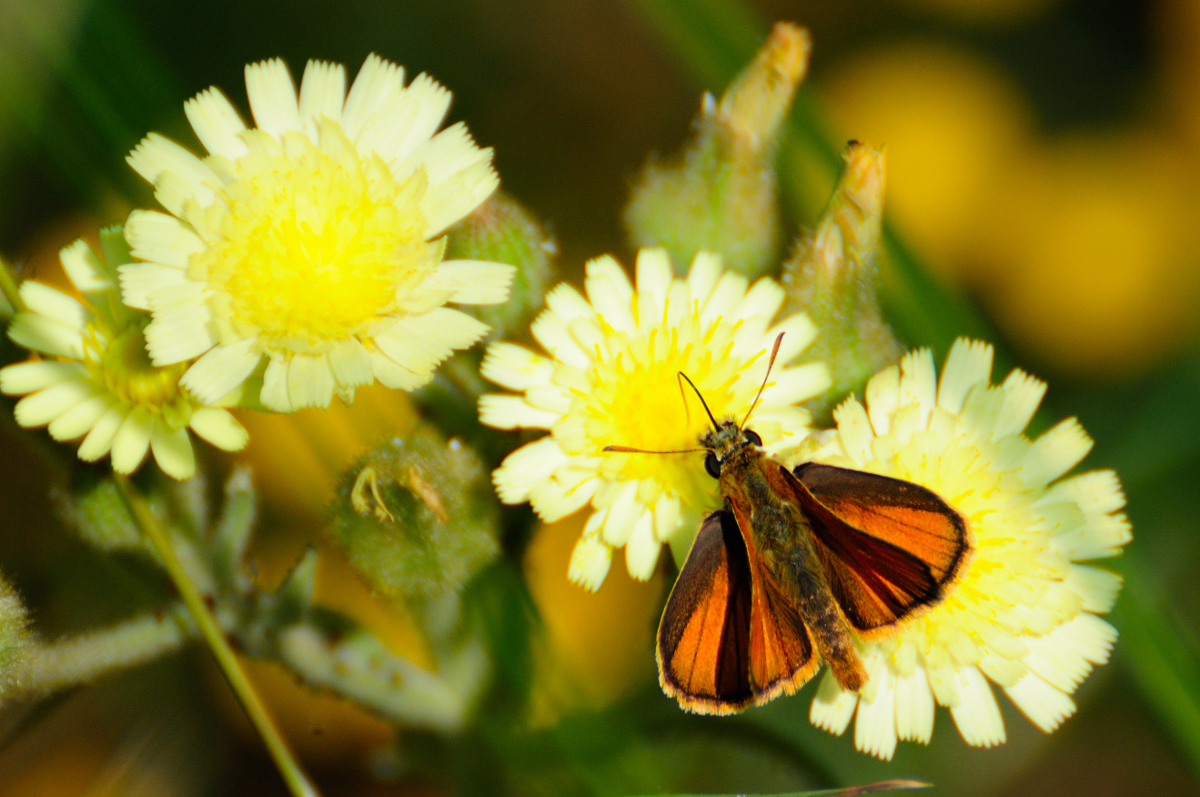 European Skipper; Dorada línea larga