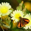 European Skipper; Dorada línea larga