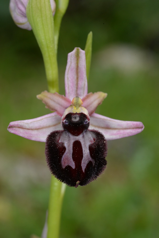 Early Spider-orchid