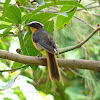 White-crowned Robin-chat