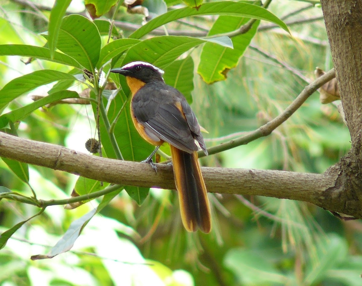 White-crowned Robin-chat