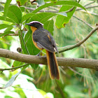 White-crowned Robin-chat