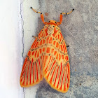 Barrow Moth