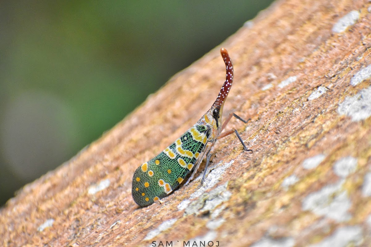 LanternFly