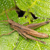 Unknown Grasshopper