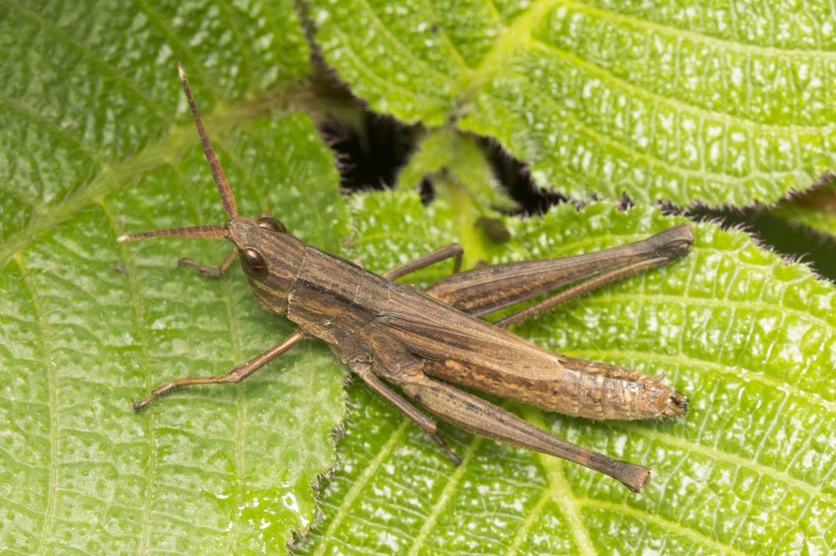 Unknown Grasshopper