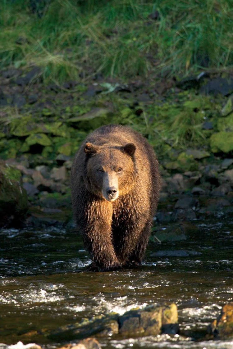 A large brown bear wades into a stream in the Tongass National Forest in Alaska.