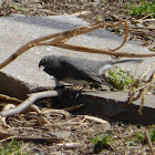 Dark-eyed Junco